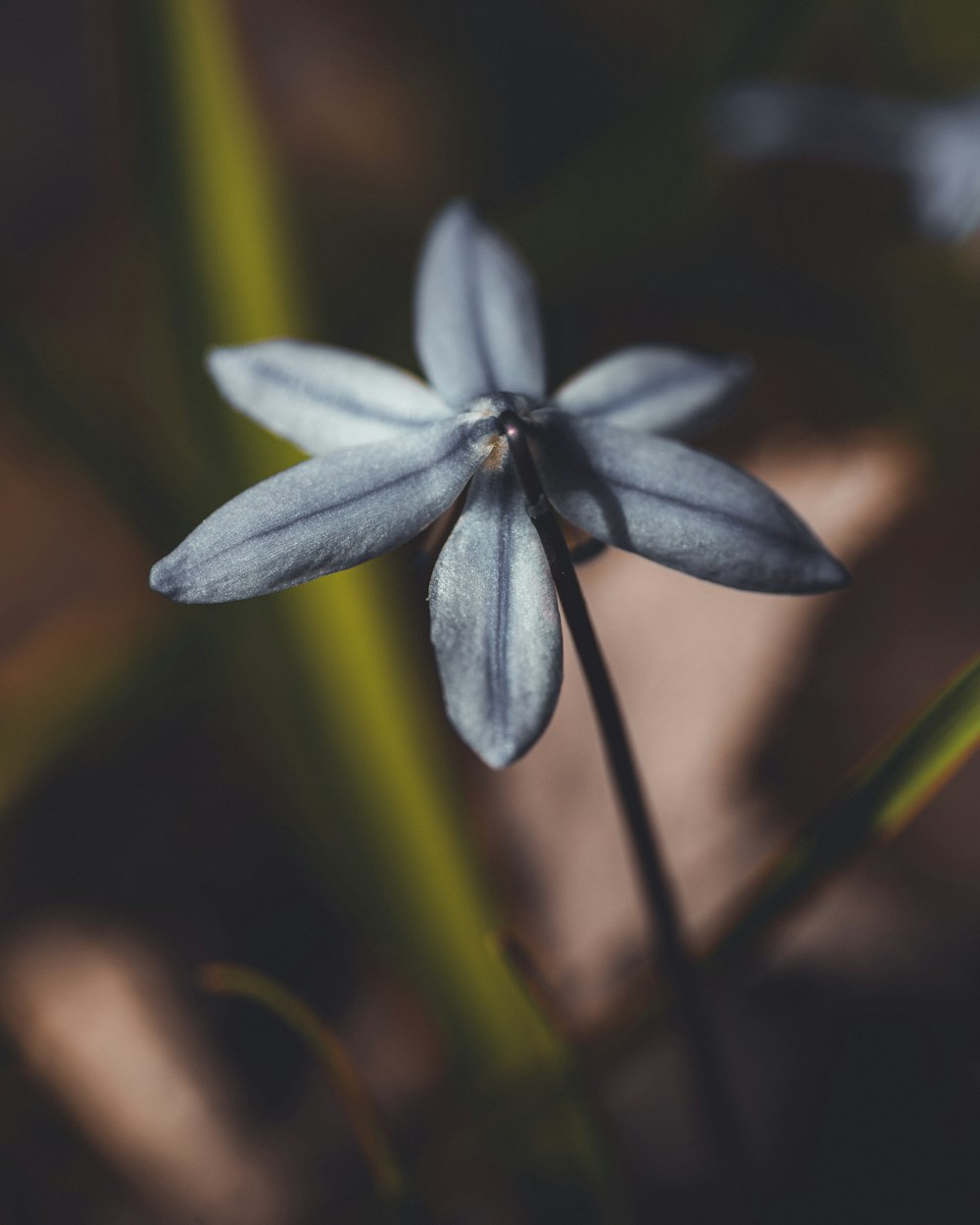 white flower in tilt shift lens