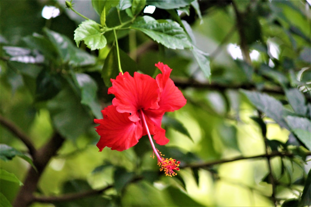 red hibiscus in bloom during daytime