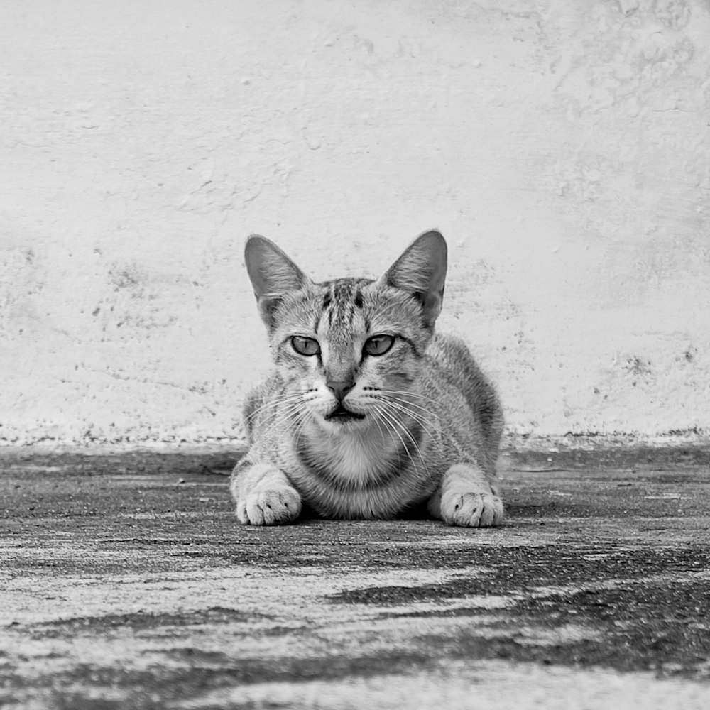 tabby cat lying on the ground