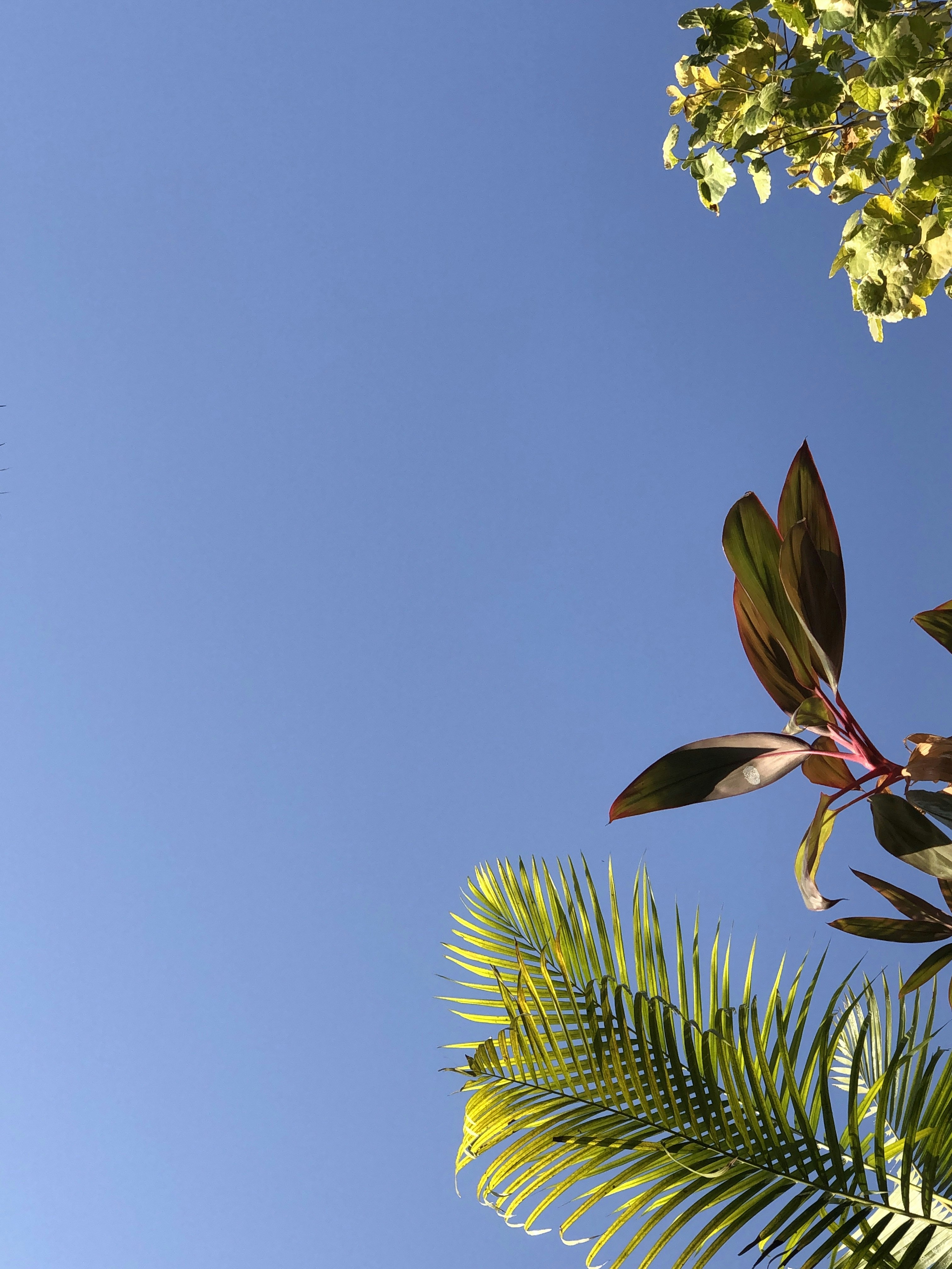 green and brown tree under blue sky during daytime