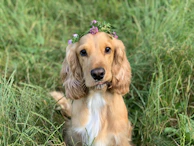 Smiling dog wearing a flower crown in the backyard.