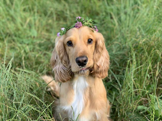 Smiling dog wearing a flower crown in the backyard.