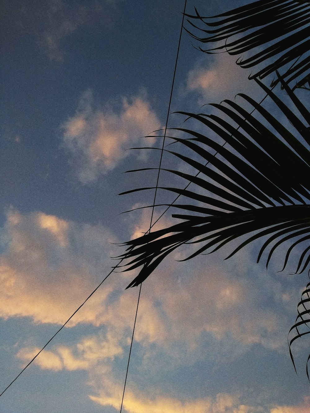 green palm tree under cloudy sky