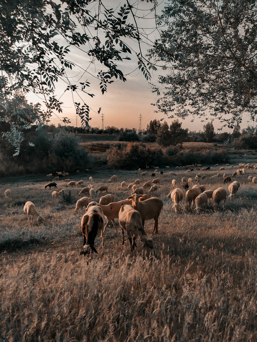 a herd of sheep grazing on a dry grass field