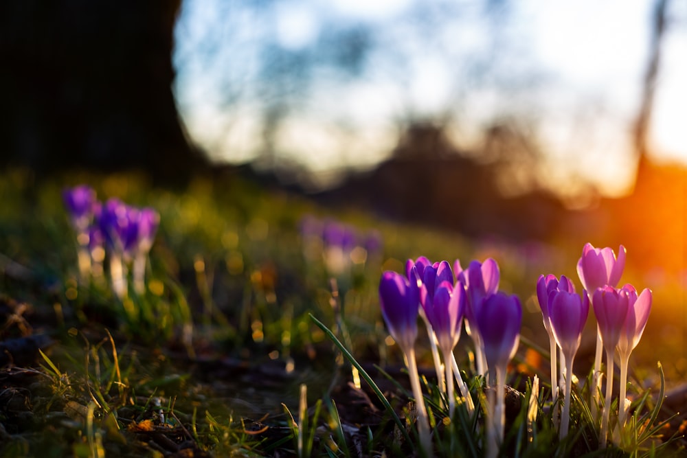 purple crocus flowers in bloom during daytime