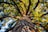 brown tree trunk with green leaves