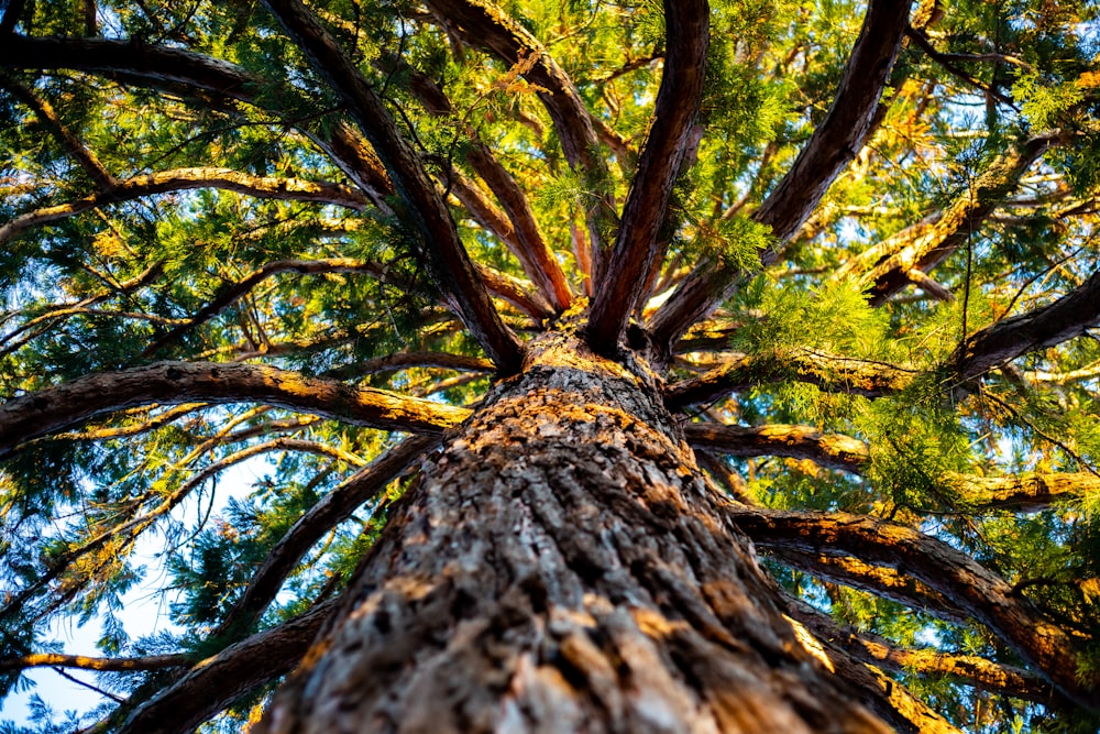 tronco d'albero marrone con foglie verdi