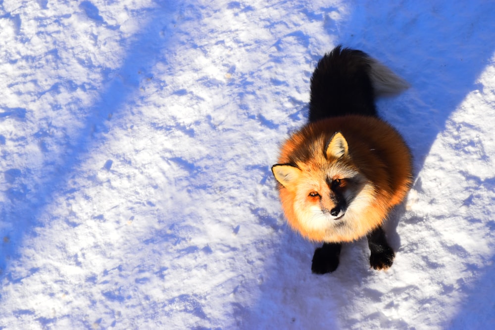 brown and black fox on snow covered ground