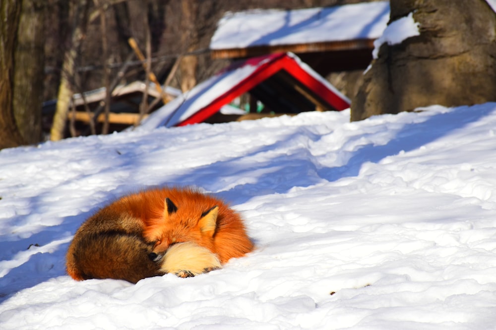 brown and white dog lying on snow covered ground during daytime