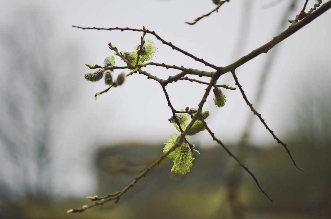 green plant in tilt shift lens