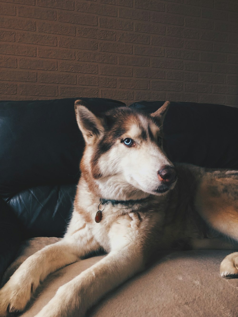 white and brown siberian husky lying on black couch