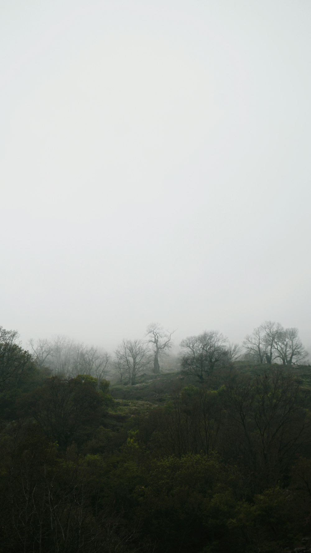 green trees under white sky during daytime