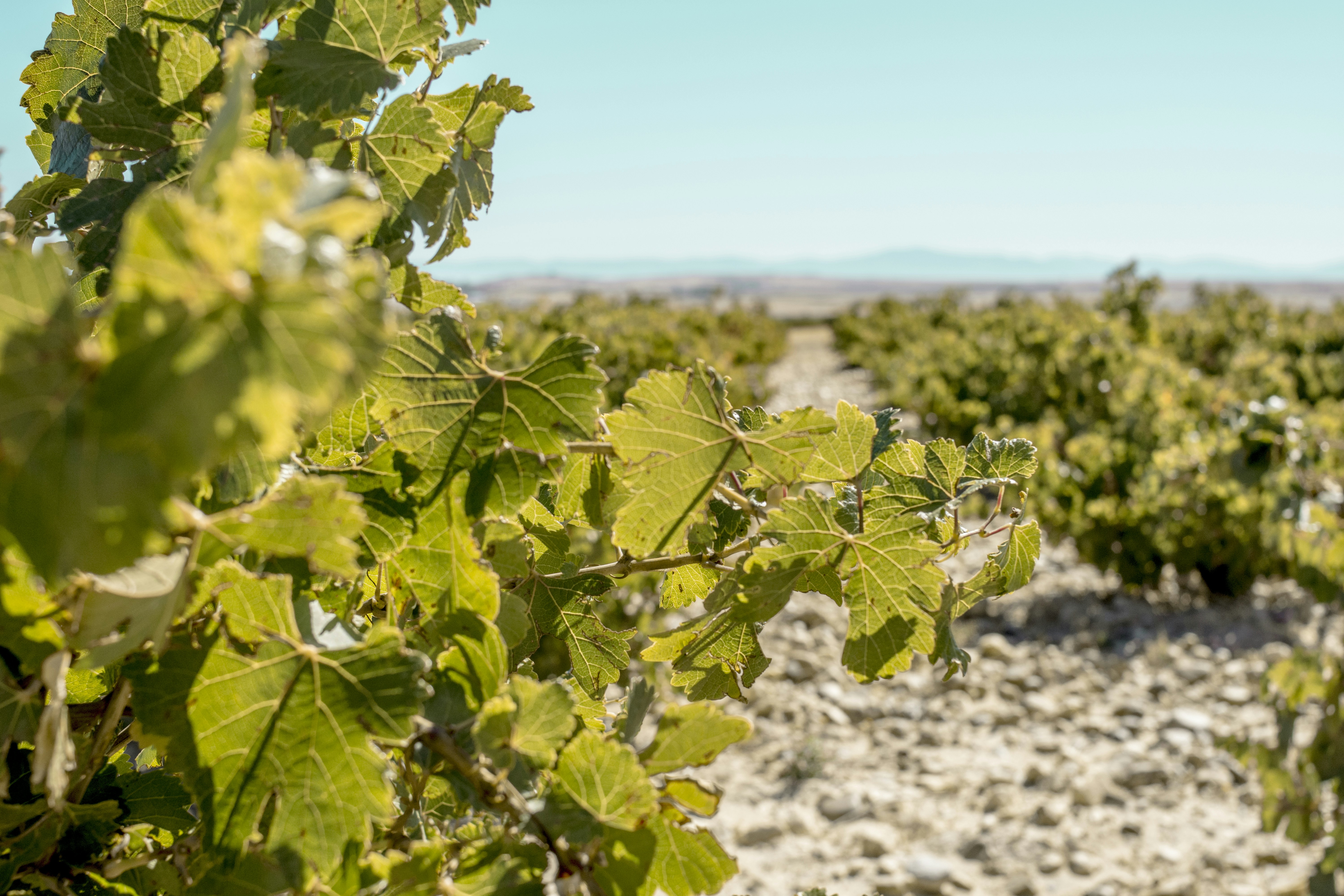 green leaf plant on white sand during daytime, Viñedos. Cepas centenarias.