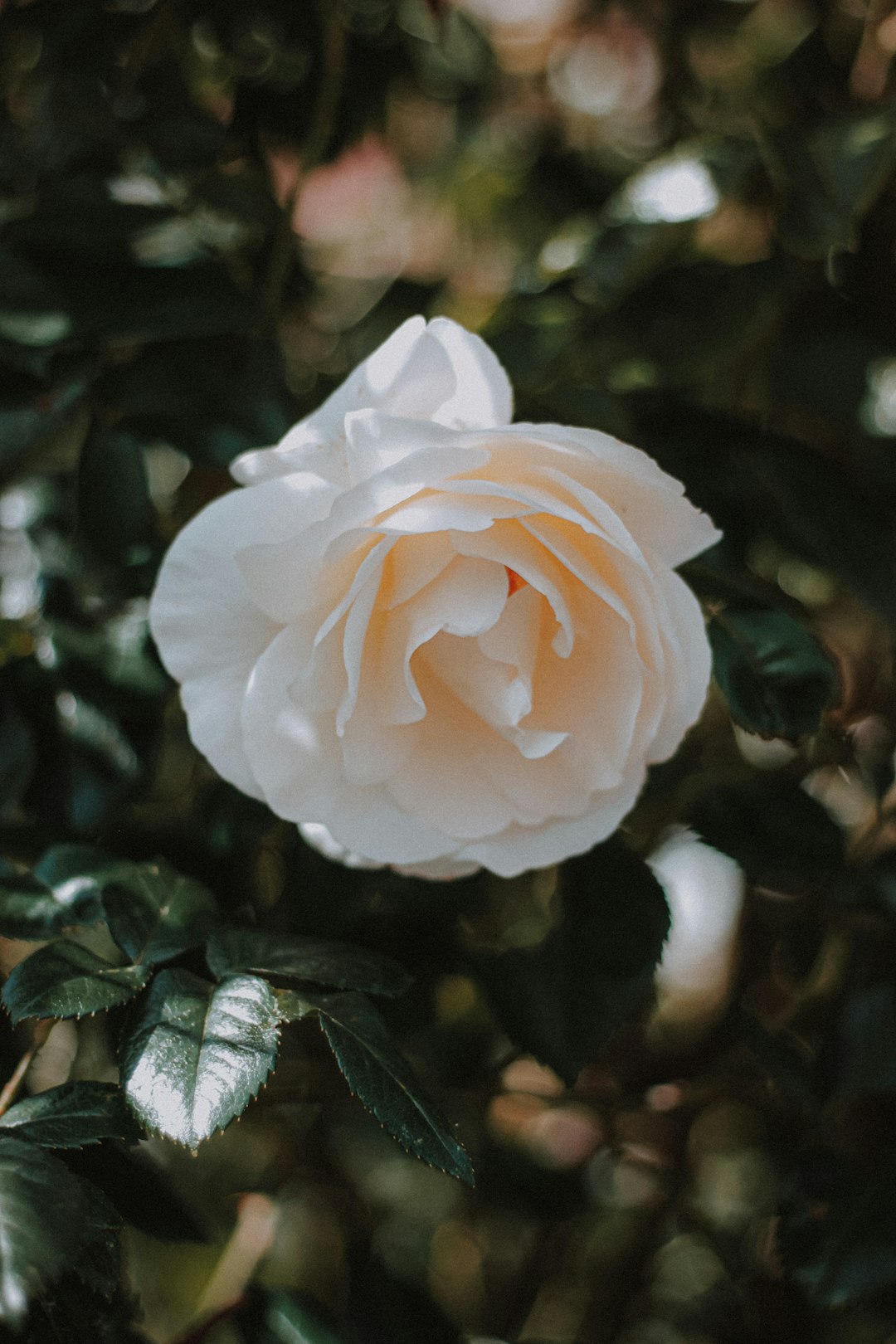 white rose in bloom during daytime