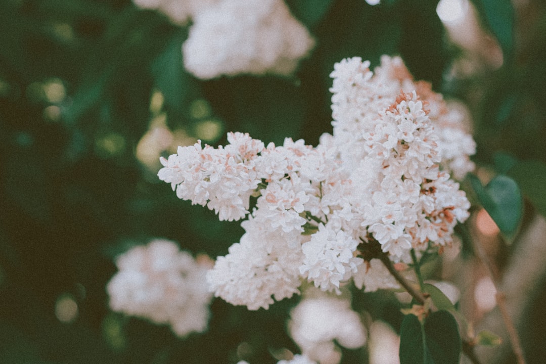 white flowers in tilt shift lens