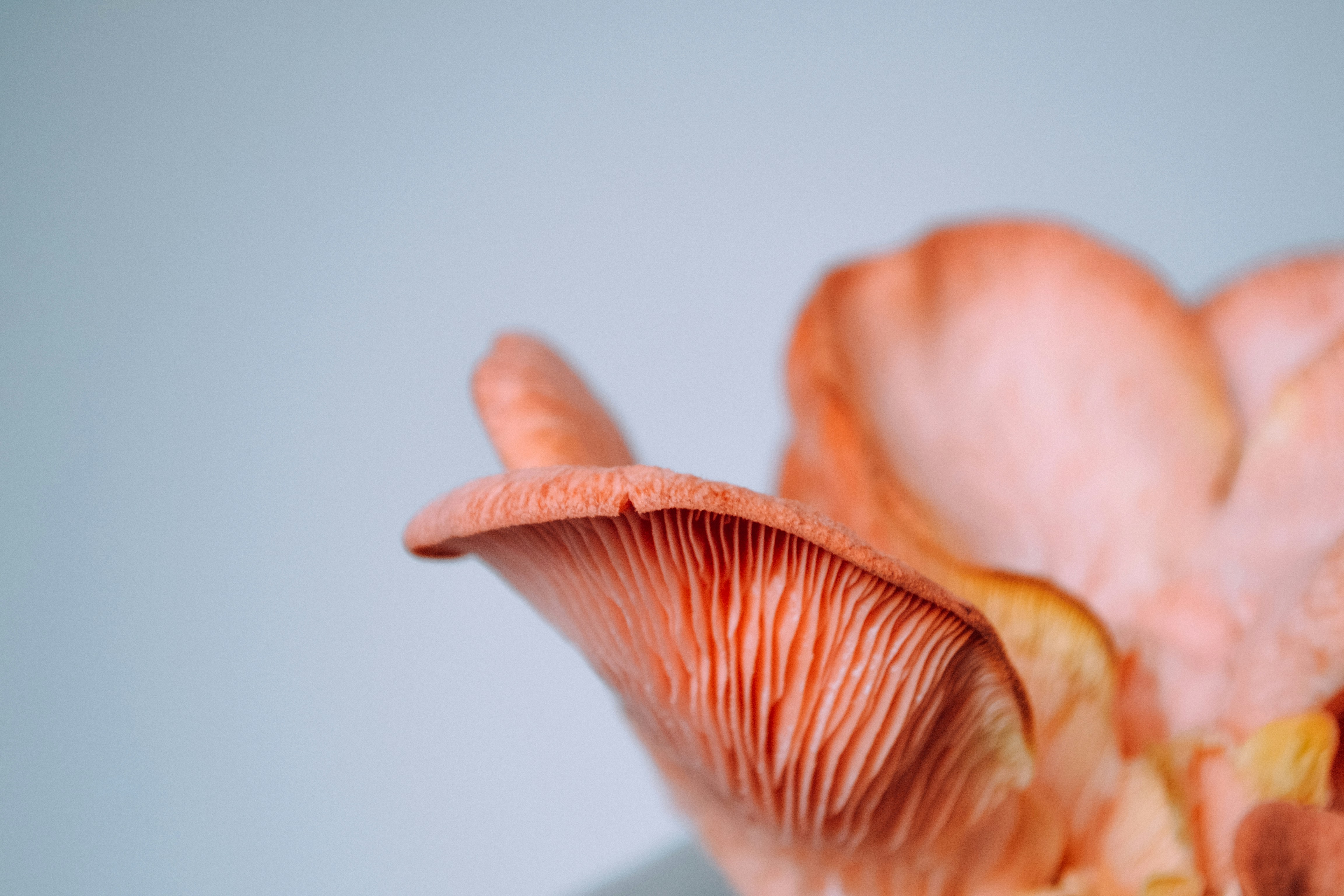 Fresh Oyster Mushrooms