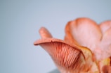 A close-up of a pink oyster mushroom with intricate gills on its underside, set against a soft blue background.