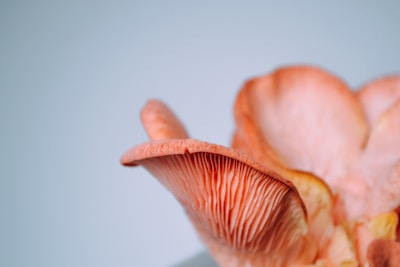 A close-up of a pink oyster mushroom with intricate gills on its underside, set against a soft blue background.