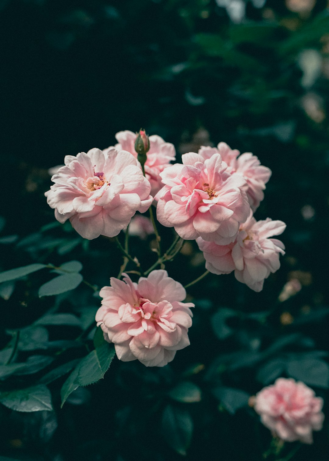 pink flowers in tilt shift lens