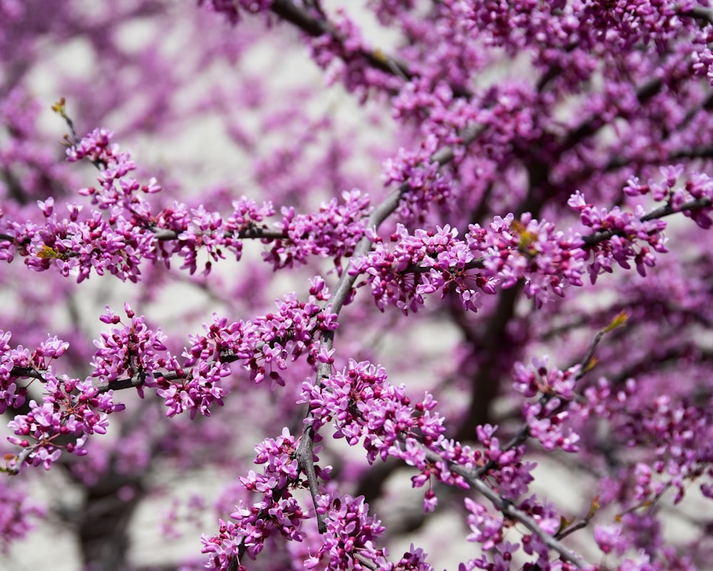 pink flowers in tilt shift lens