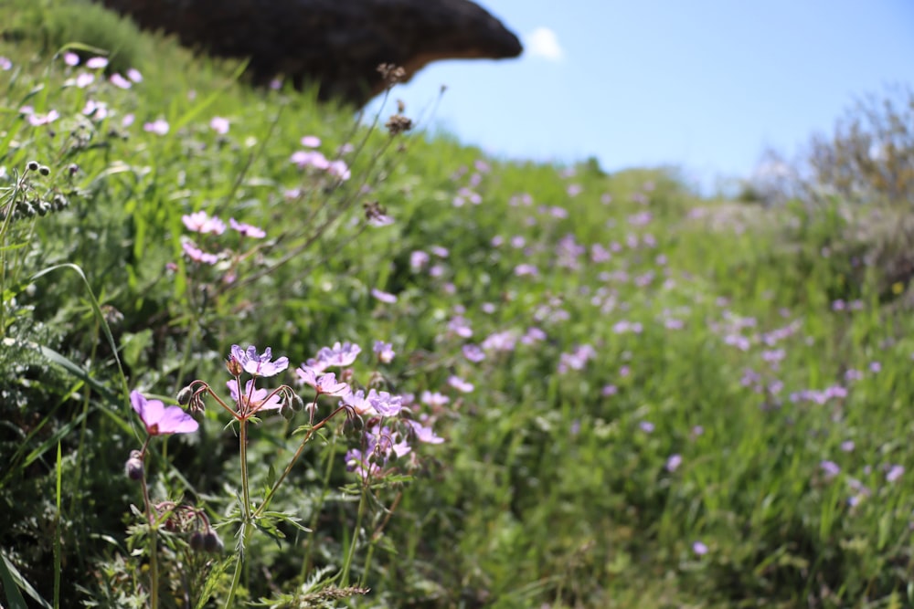 pink flowers on green grass field during daytime