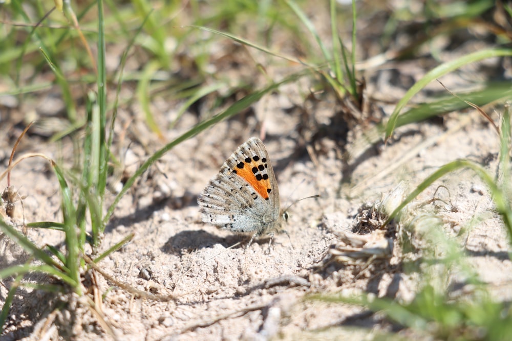 orange and black butterfly on brown soil during daytime
