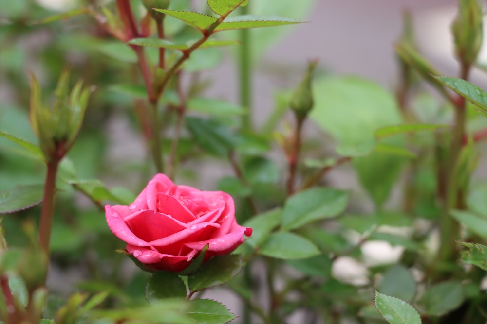 red rose in bloom during daytime