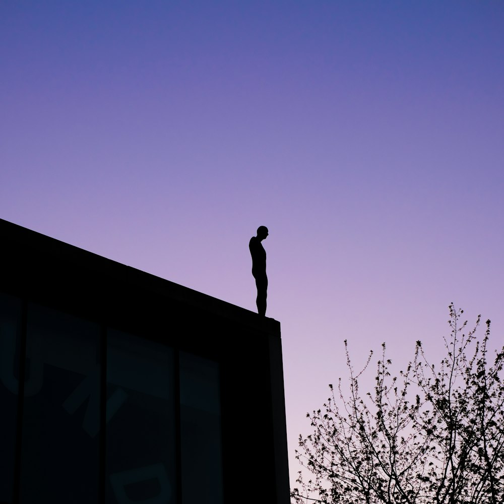 silhouette of bird on top of building during sunset