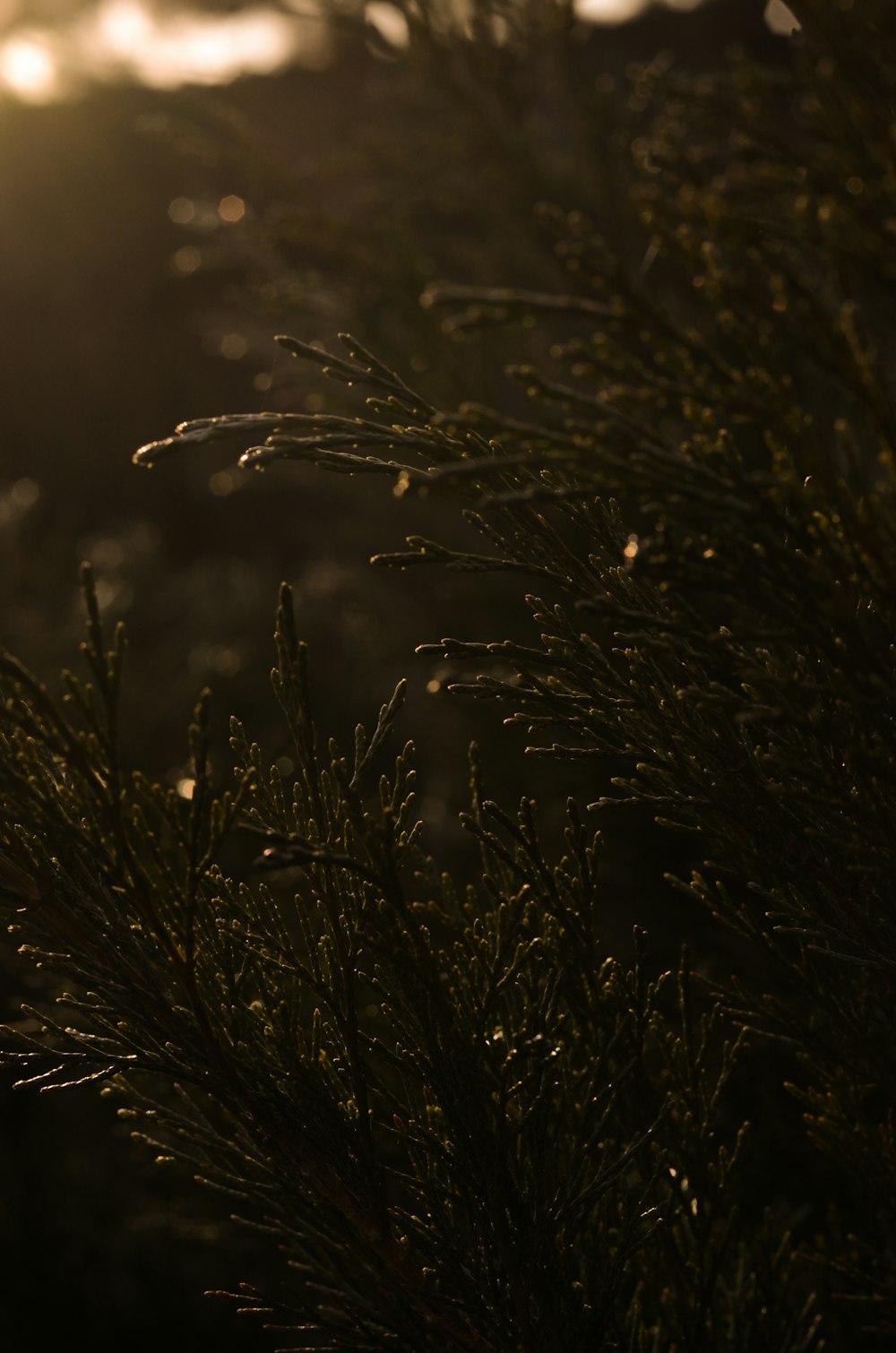 brown grass in close up photography