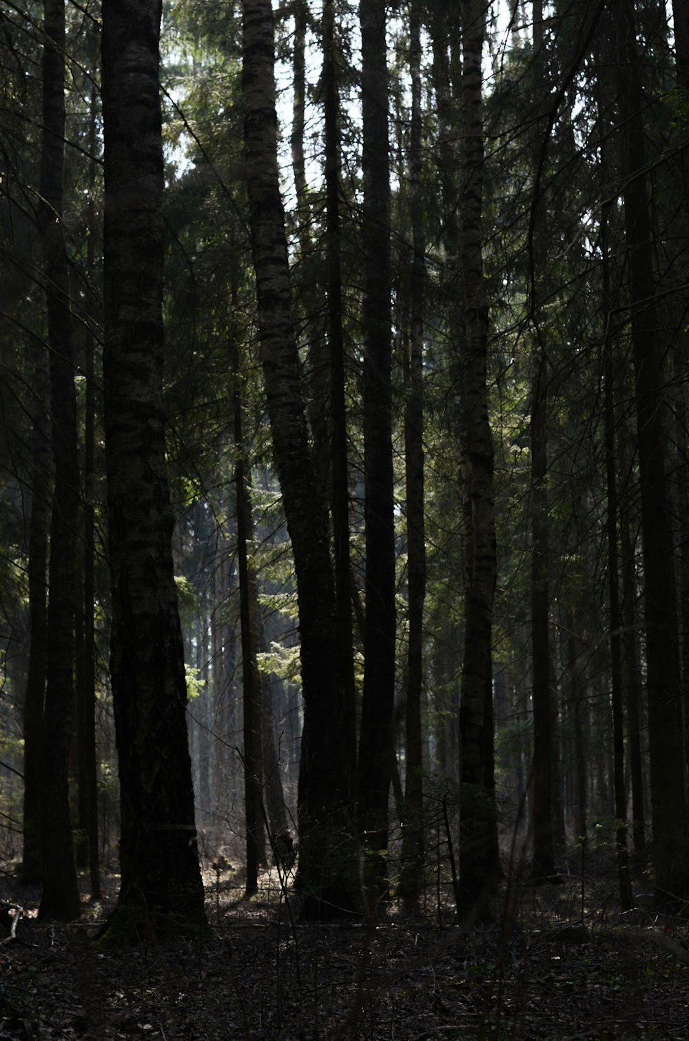 green trees on forest during daytime