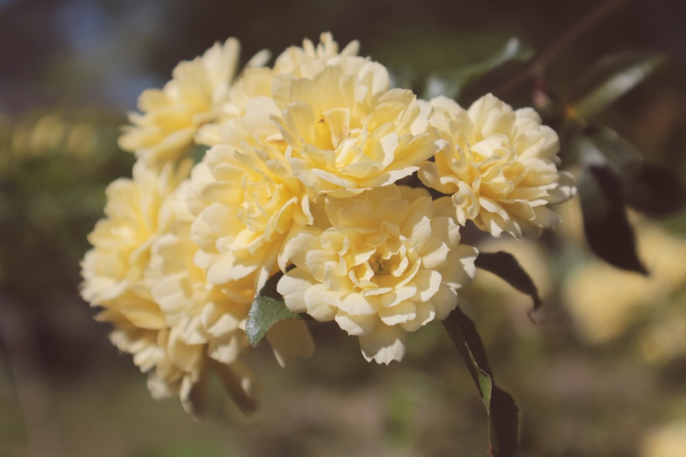 yellow flower in tilt shift lens