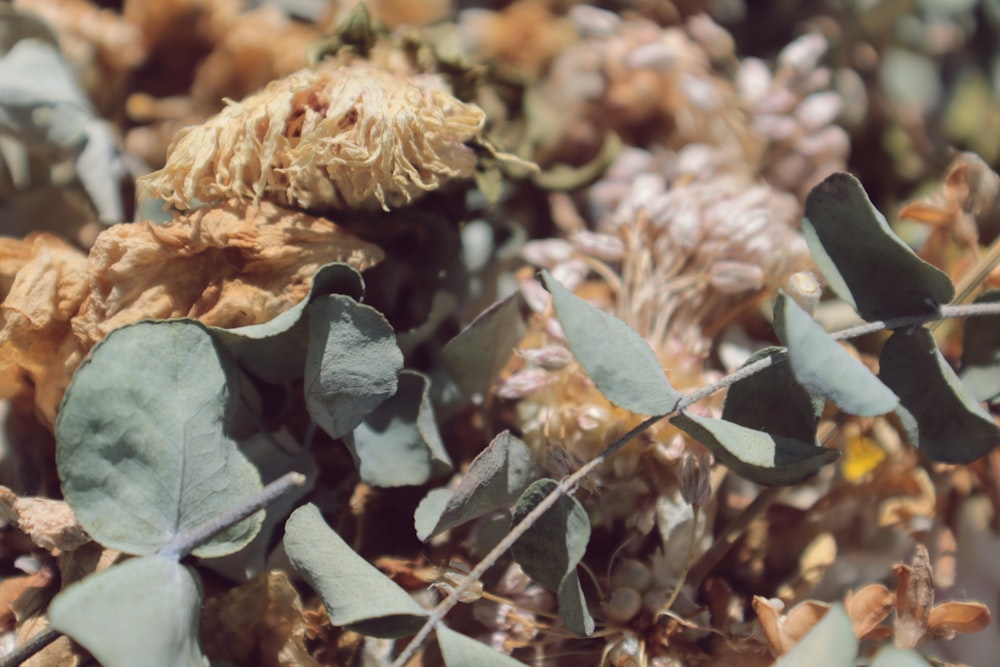 brown and white plant during daytime