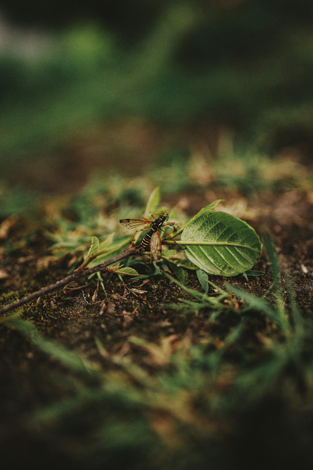 green leaf on brown soil