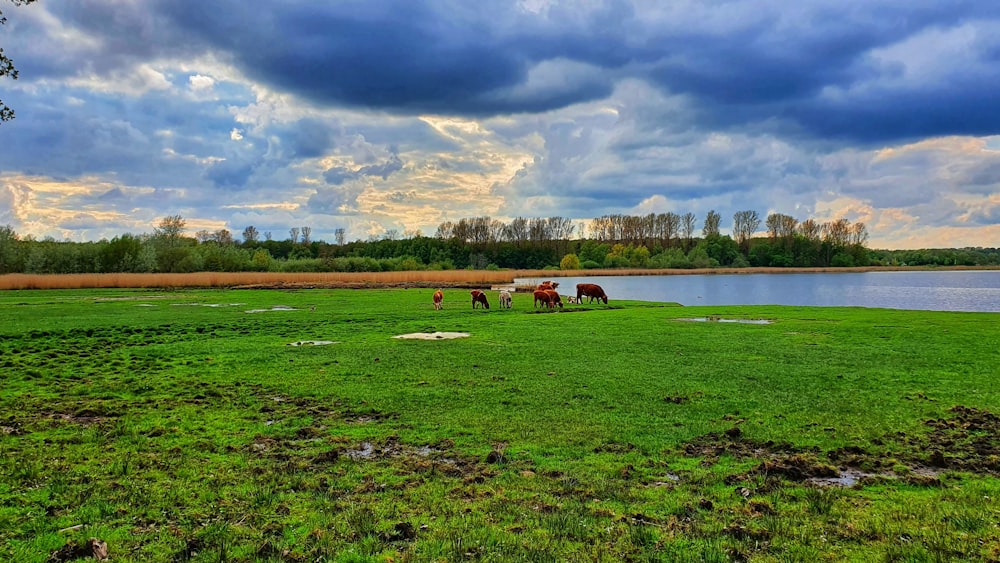 horses on green grass field near lake under cloudy sky during daytime