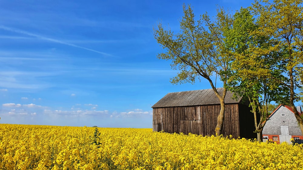 brown wooden house beside green tree under blue sky during daytime