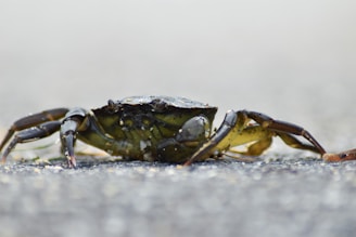 A close-up of a Ucides cordatus crab on a mangrove shore.