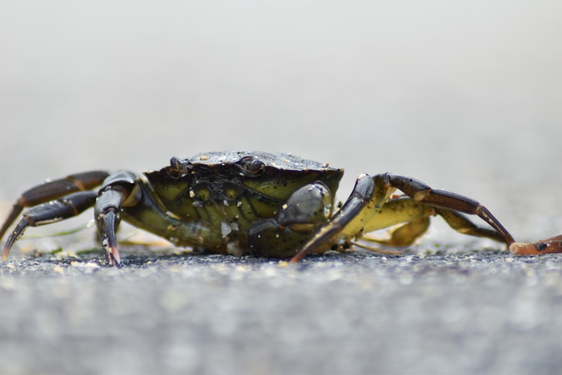 A close-up of a Ucides cordatus crab on a mangrove shore.