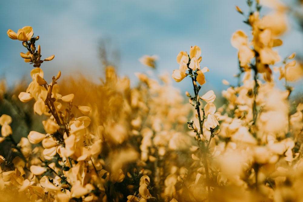 yellow flower under blue sky during daytime