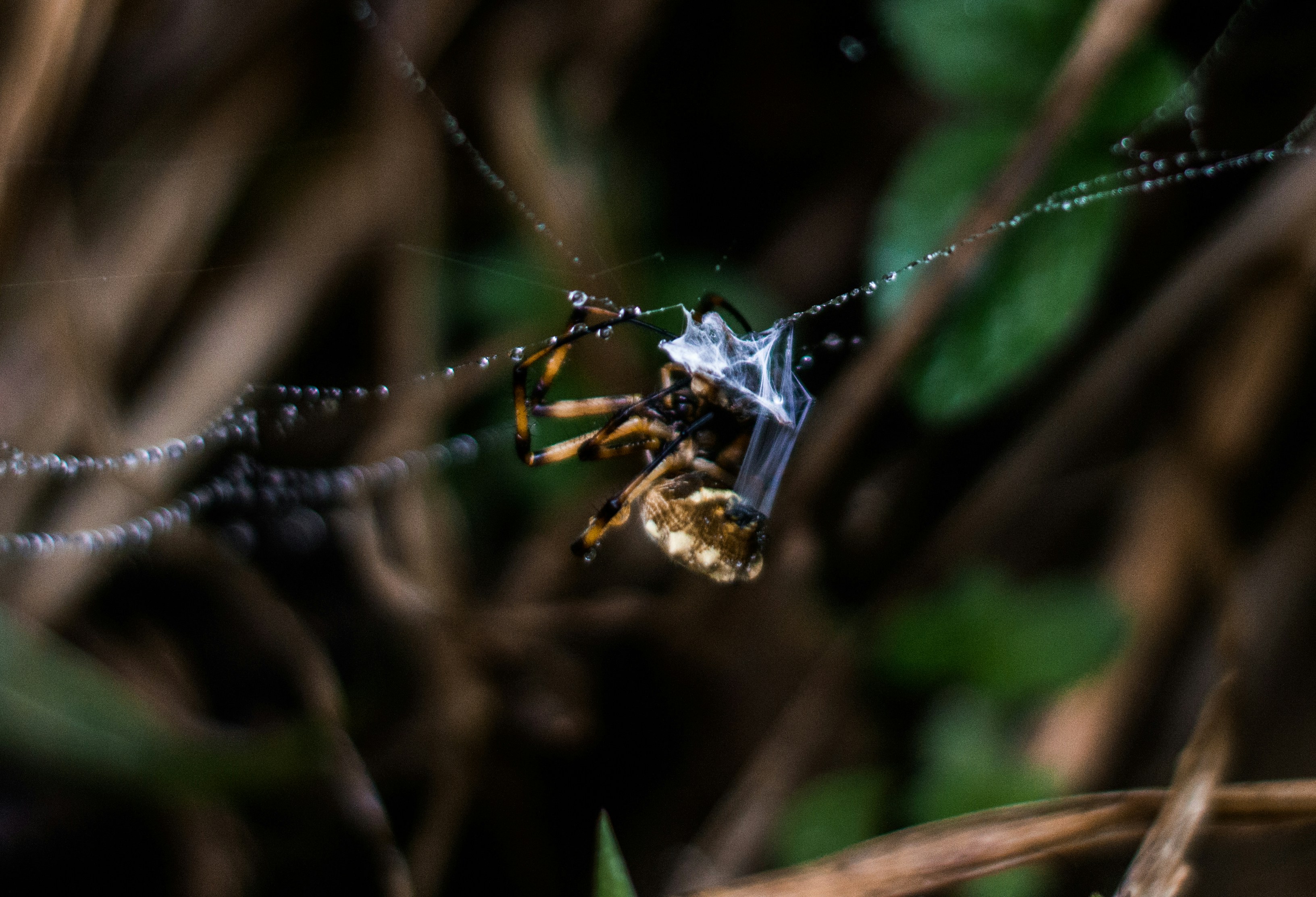 Braune und schwarze Spinne im Netz in Nahaufnahmen tagsüber