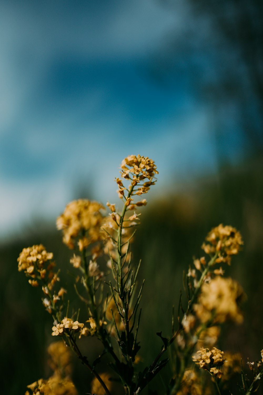 yellow flower in tilt shift lens