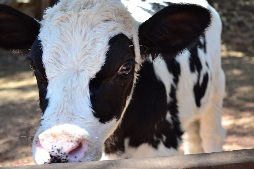 white and black cow during daytime