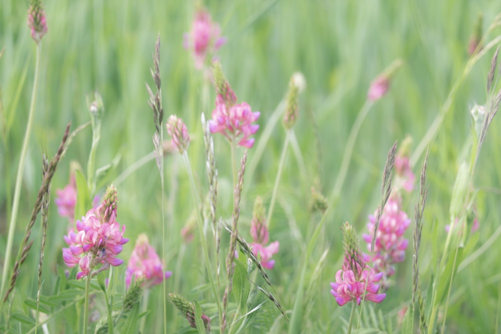 낮 동안 푸른 잔디 밭에서 분홍색 꽃