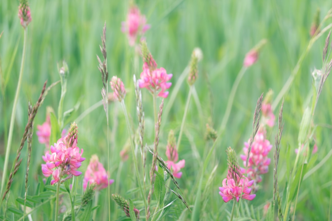 pink flower in green grass field during daytime