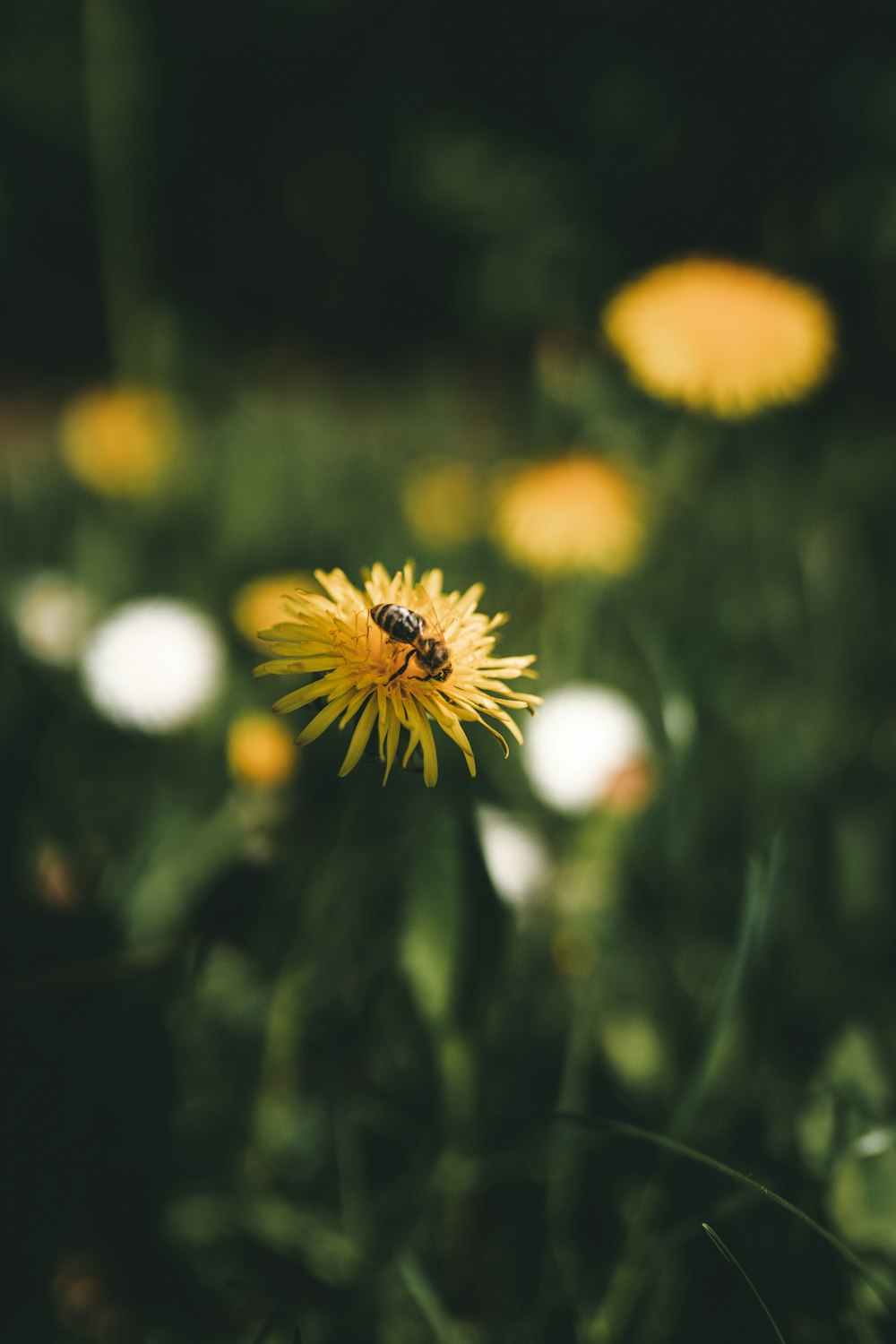 yellow and white flower in tilt shift lens