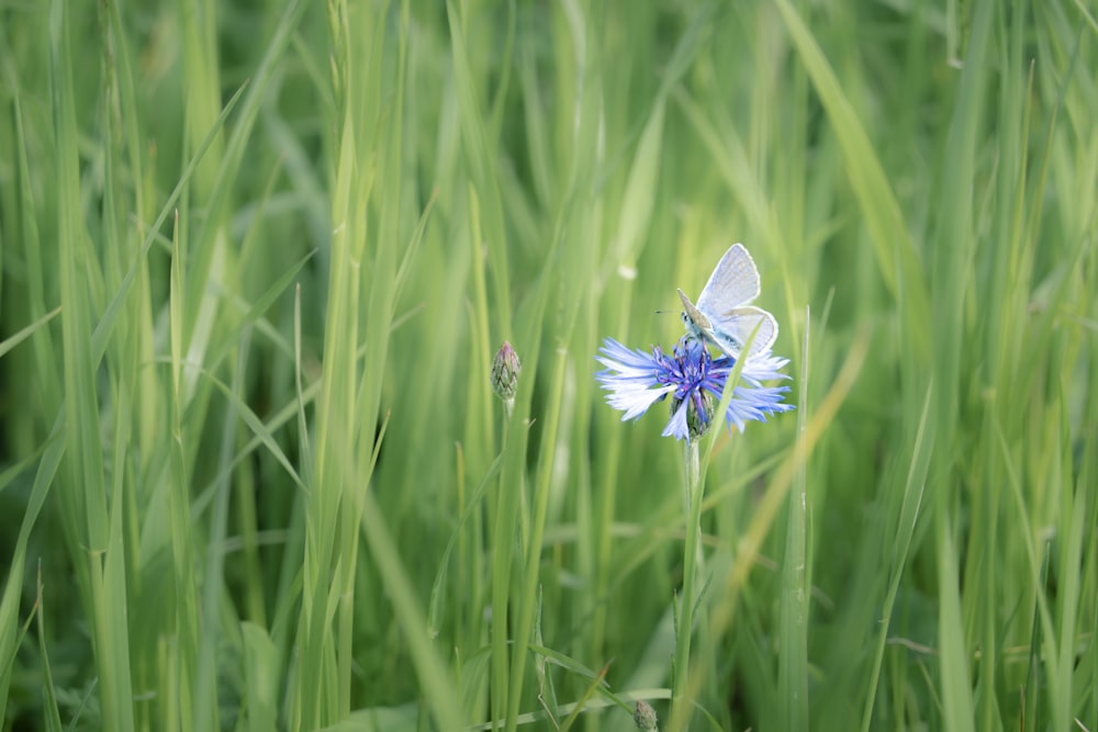 purple flower in the middle of green grass field