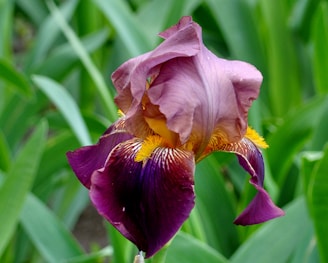 A stunning close-up of a vibrant iris flower in full bloom.