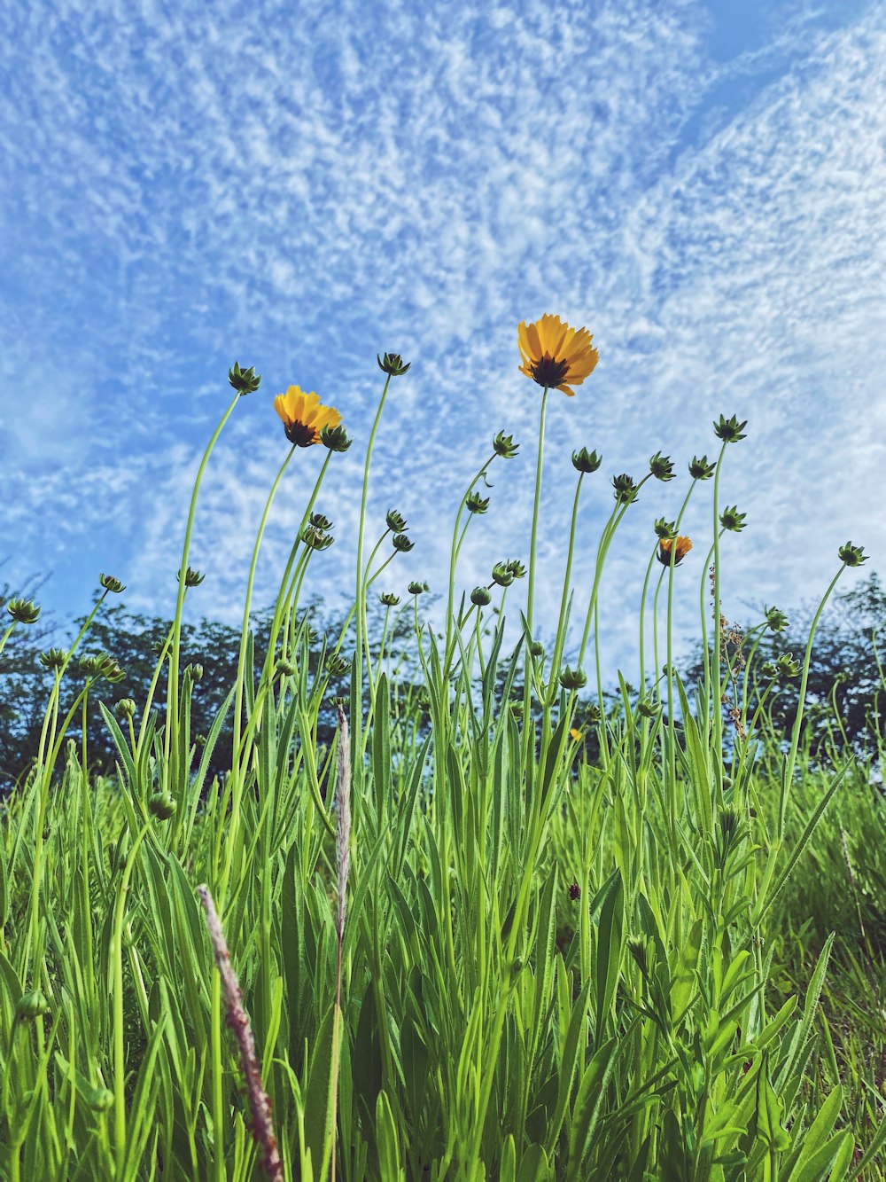 yellow flower on green grass field during daytime