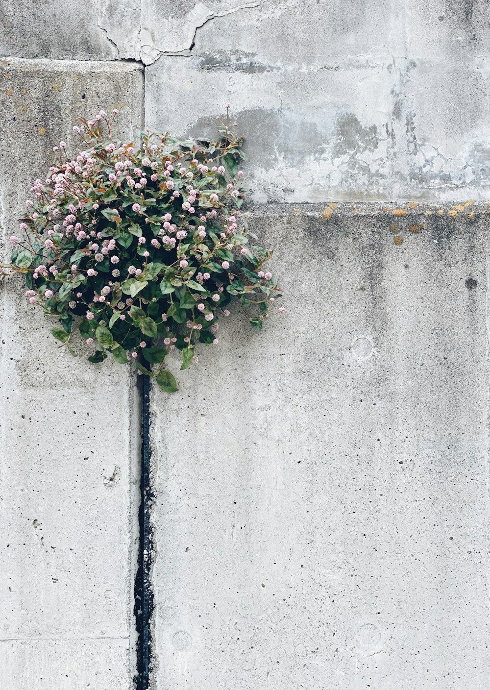 pink and green flower on gray concrete wall