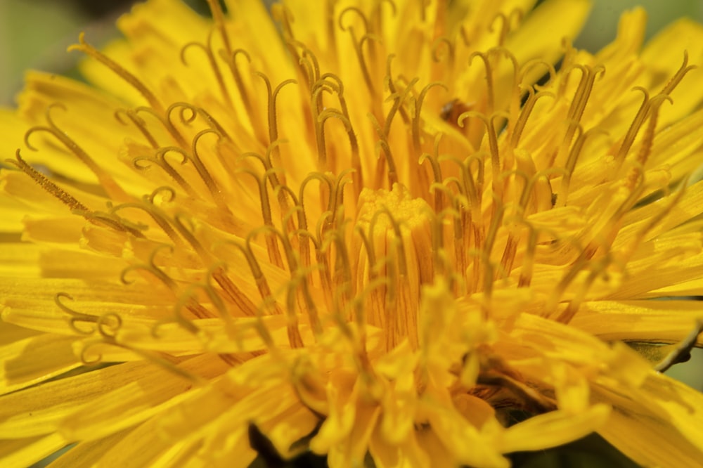 yellow flower in macro lens