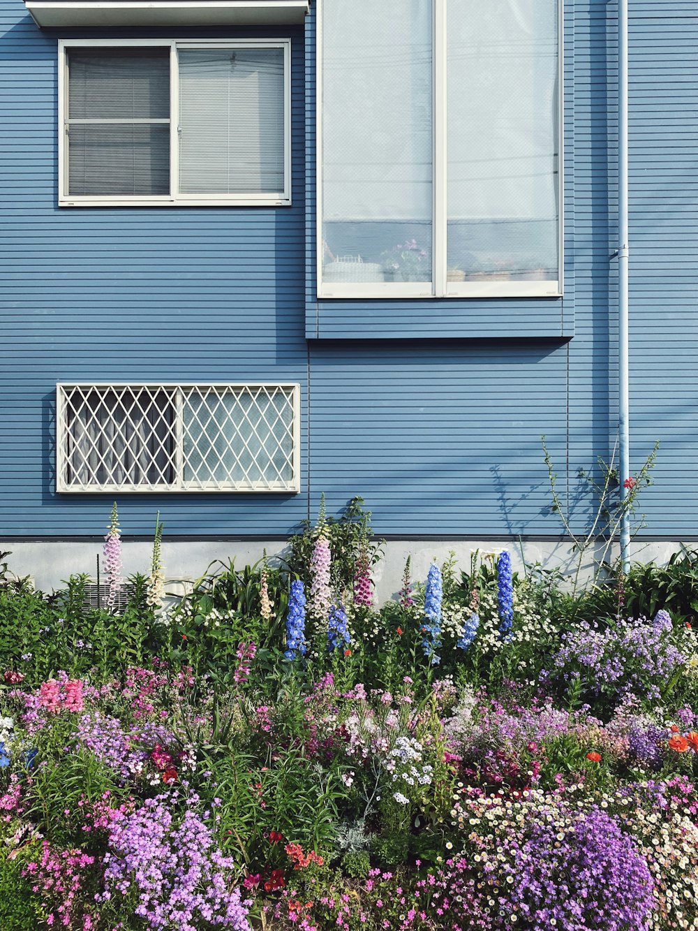 purple flowers beside white wooden window